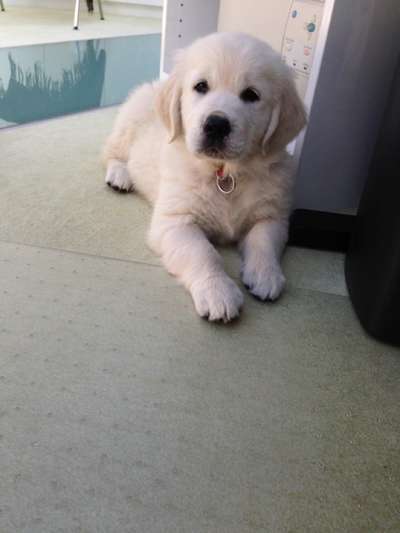 Zeigt her eure Labbis!-Beitrag-Bild