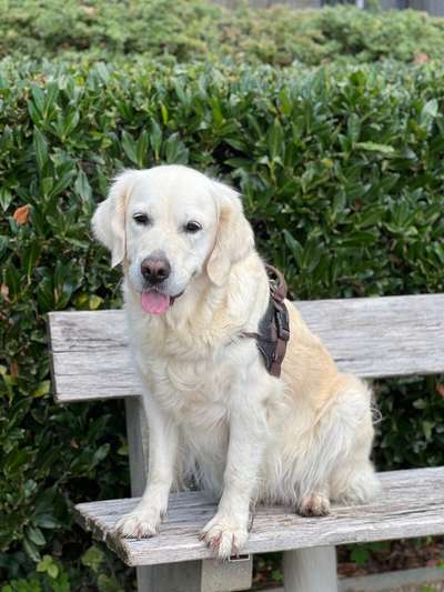 Zeigt her eure Labbis!-Beitrag-Bild