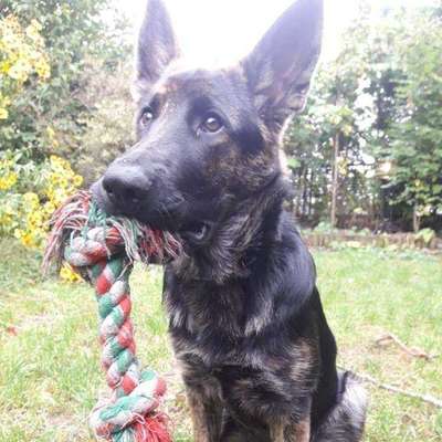 Hundetreffen-Gassi, Spielen etc.-Bild