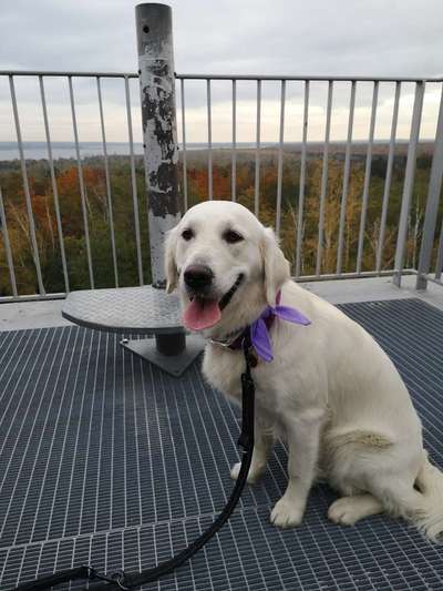 junge Hündin Verhaltensänderung-Beitrag-Bild