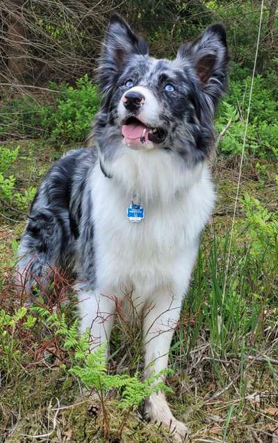 Hütender Shepherd-mix-Beitrag-Bild