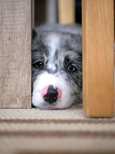 Fotochallange Nr. 57     PORTRÄT.   Beendet!!!!!!!!-Beitrag-Bild