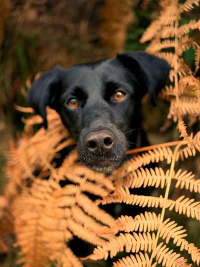 Fotochallange Nr. 57     PORTRÄT.   Beendet!!!!!!!!-Beitrag-Bild