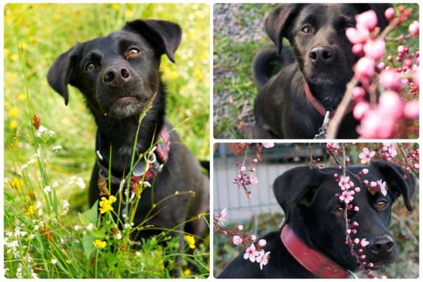 27. Collagen Challenge - Dein Hund mit Blume(n)-Beitrag-Bild