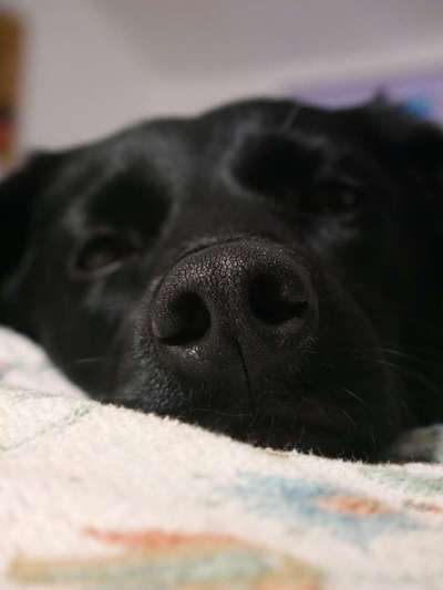 Zeigt mir die tollste Nahaufnahme von eurer Fellnase-Beitrag-Bild