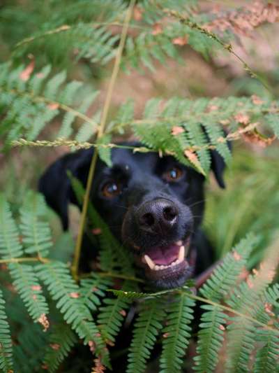 143. Fotochallenge: Ja, wo isser denn?-Beitrag-Bild