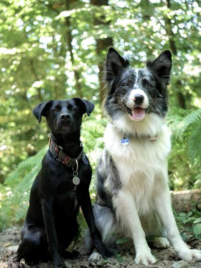 Zeigt her eure Junghunde :)-Beitrag-Bild