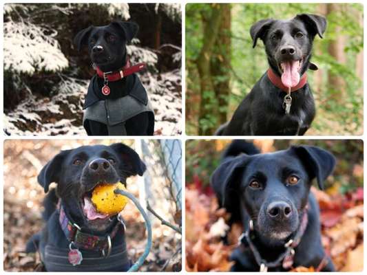 Black dogs are beautiful-Beitrag-Bild