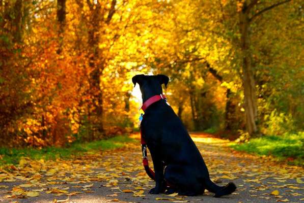 26. Farben Fotochallenge "Herbstfarben"-Beitrag-Bild