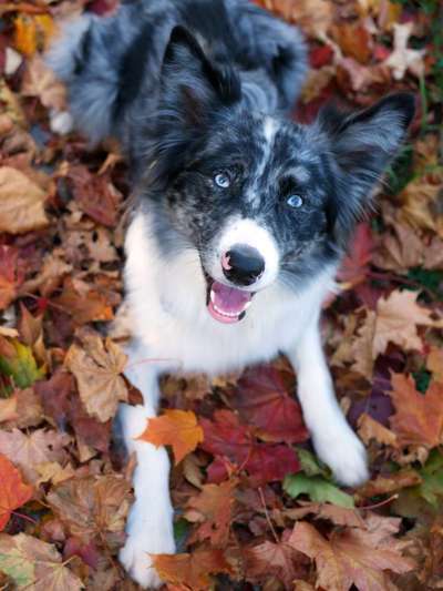 Schäferhund-Beitrag-Bild
