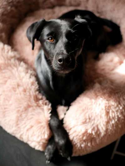 Labradorfans-Beitrag-Bild