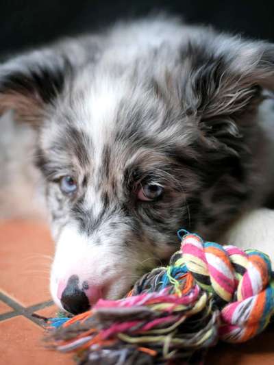 Dogorama Photo Challenge - Hundeblick zum hinschmelzen-Beitrag-Bild