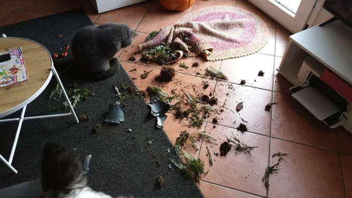 Zeig mir, dass du mit einem hund zusammenlebst....-Beitrag-Bild