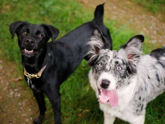 Mischlingshunde Foto Aufruf-Beitrag-Bild