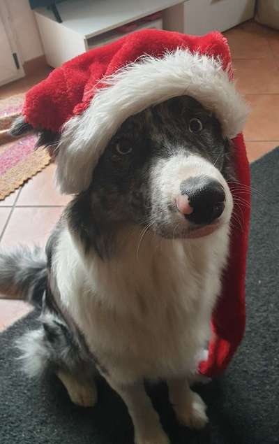 Dogorama Photo Challenge - Nikolaus-Beitrag-Bild