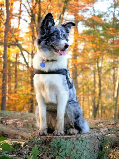 Australian Shepherd Mix-Beitrag-Bild