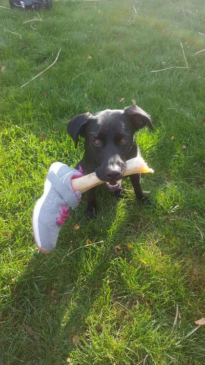 Fotowettbewerb ,,mein gruseliger Hund"-Beitrag-Bild