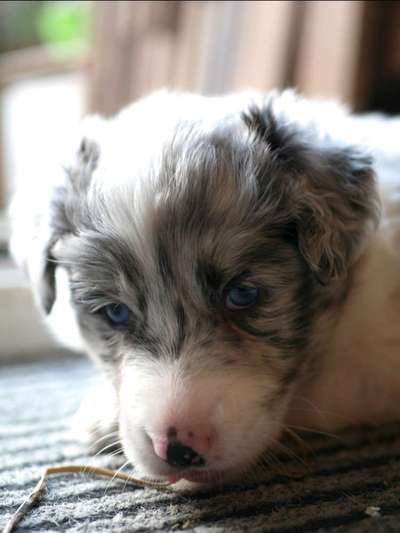 Welpen Bilder !-Beitrag-Bild