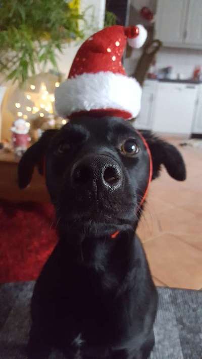 Dogorama Photo Challenge - Nikolaus-Beitrag-Bild