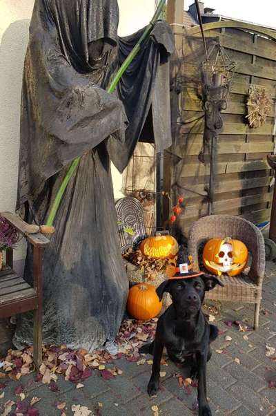 Fotochallenge Nr. 99 Herbst und Halloween🍁🍂-Beitrag-Bild