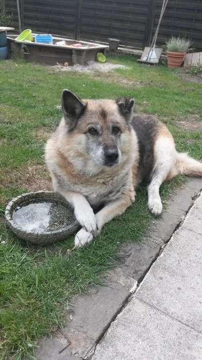 Fotochallenge Nr. 104 : Hommage an deinen ersten Hund-Beitrag-Bild