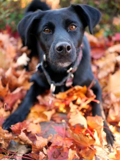 Herbst Bilder-Beitrag-Bild