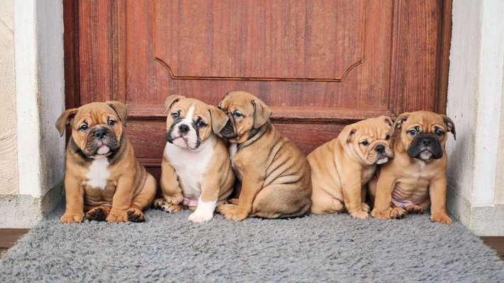 Olde English Bulldogge-Beitrag-Bild