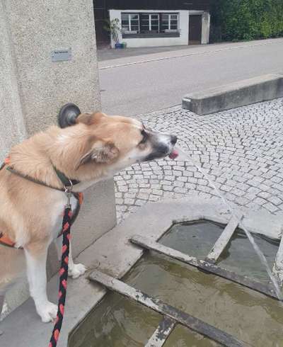 Hundetreffen-"Kontrolliertes" spazieren 😅-Bild