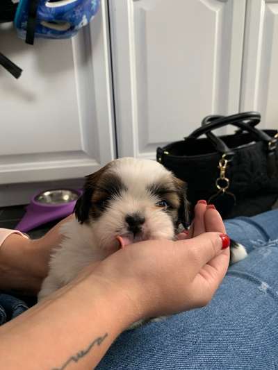 Welpen Bilder !-Beitrag-Bild