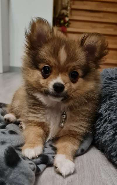 Dogorama Photo Challenge - Hundeblick zum hinschmelzen-Beitrag-Bild