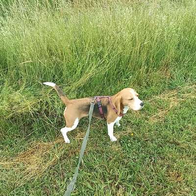 Hundetreffen-Gassi gehen mit Leine-Bild