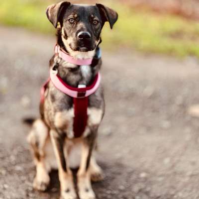 Hundetreffen-Hallo zusammen! Ich suche für meine Hündin Amber (ca. 1 Jahr, Schäferhund-Mix) einen lieben Hundefre-Bild