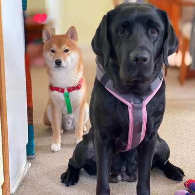 Manuela👵🏻+Bella🐕‍🦺+Taka🐕's Profilbild