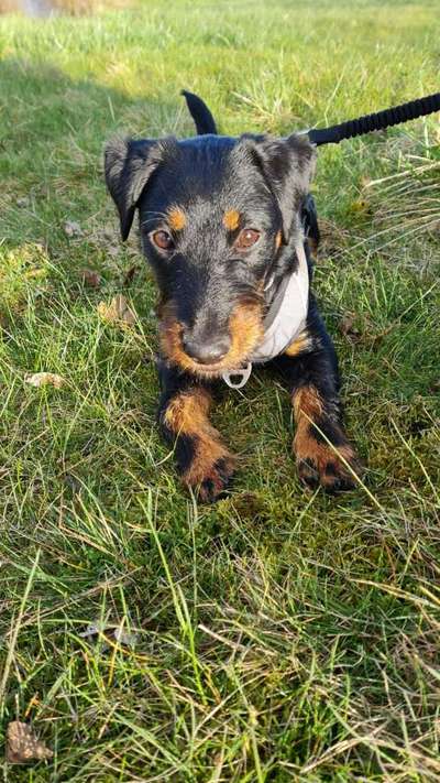 Sind hier Deutsch Kurzhaar/ Jagdhunde?-Beitrag-Bild