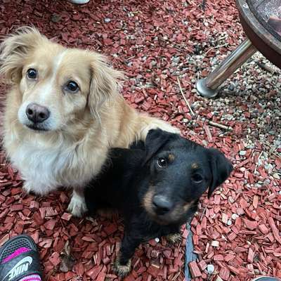 Sind hier Deutsch Kurzhaar/ Jagdhunde?-Beitrag-Bild