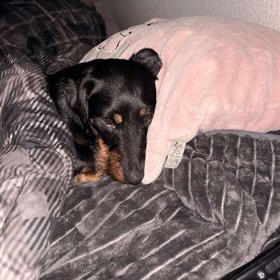 Sind hier Deutsch Kurzhaar/ Jagdhunde?-Beitrag-Bild