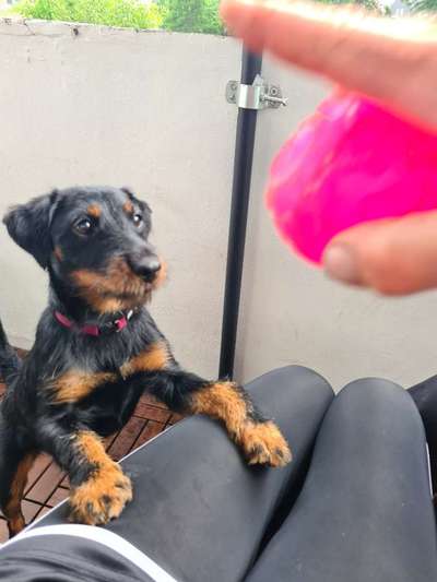 Sind hier Deutsch Kurzhaar/ Jagdhunde?-Beitrag-Bild