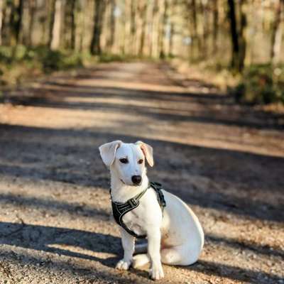 Hundetreffen-Hundebegegnungen üben-Bild