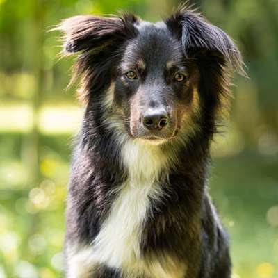 Hundetreffen-Trainingsspaziergang-Bild