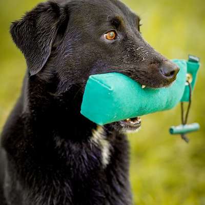 Hundetreffen-Regelmäßiges Dummytraining-Bild