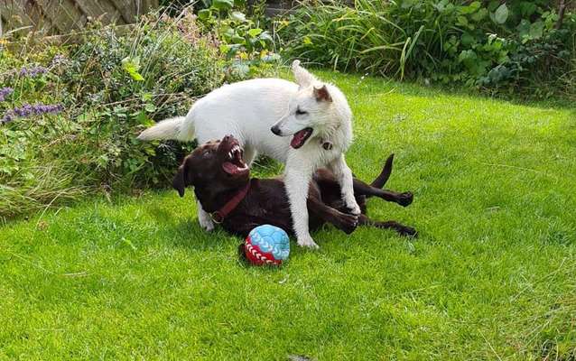 Weißer Schweizer Schäferhund-Beitrag-Bild