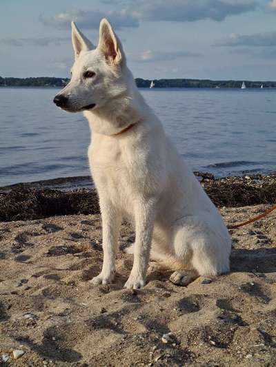 Weißer Schweizer Schäferhund-Beitrag-Bild