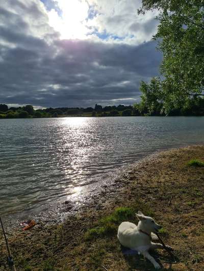 Weißer Schweizer Schäferhund-Beitrag-Bild
