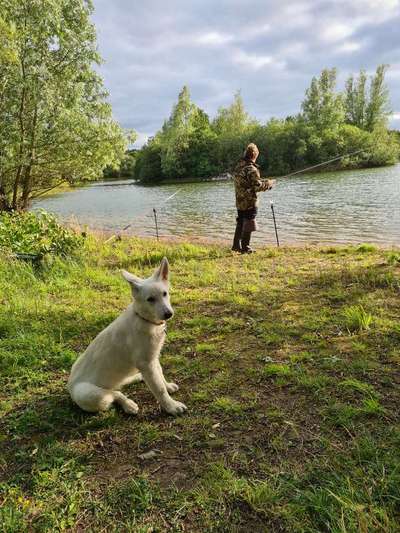 Weißer Schweizer Schäferhund-Beitrag-Bild