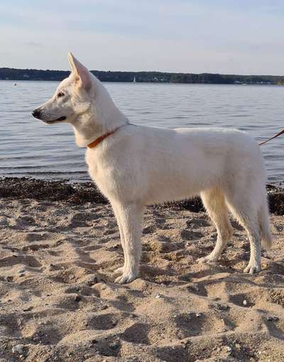 Weisse Schäferhunde-Beitrag-Bild