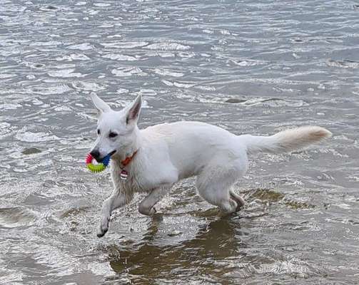 Weißer Schweizer Schäferhund-Beitrag-Bild