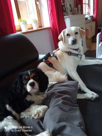 BIG LOVE :) mit 2 Hunden❣️-Beitrag-Bild