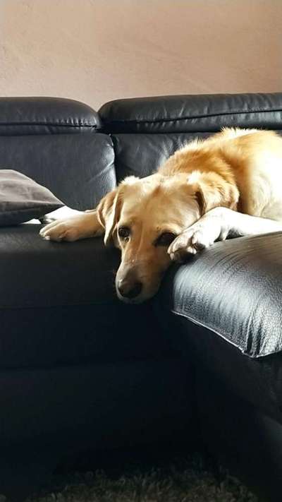 Labradorfans-Beitrag-Bild