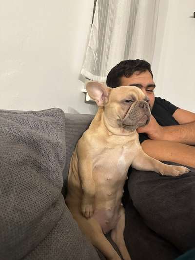 Lustigsten Grimassen von euren Hunden-Beitrag-Bild