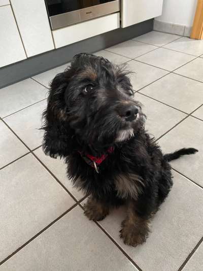 Cockerpoo (Englischer Cockerspaniel +Pudel)-Beitrag-Bild